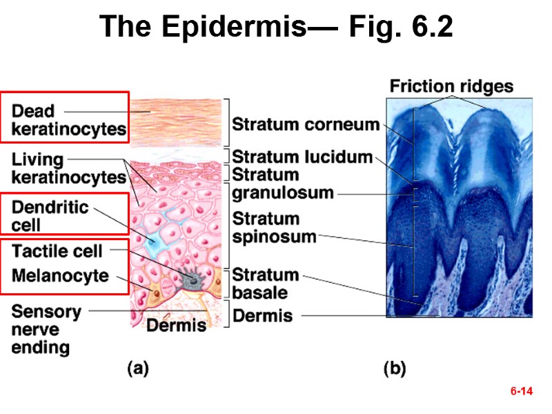 The Epidermis— Fig. 6.2 6-14